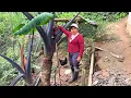 Download Lagu Cosechando la PAPA mas Grande de la Amazonía | Doña Viky