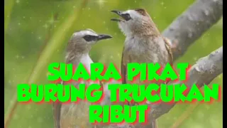 Download SUARA PIKAT BURUNG TRUCUKAN RIBUT TERBARU MP3