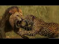 JAGUAR VS LION - Who Will Win This Battle