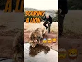 Download Lagu Scaring a Lion‼️Caption this!😨🦁