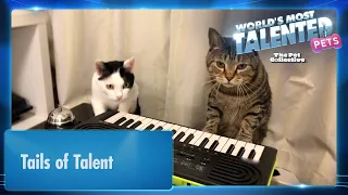 Piano Cat is BACK 🎹 | World's Most Talented Pets