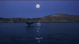 سورة البقرة كاملة بدون إعلانات منصور السالمي إحساس لا يوصف Surah Al Baqara 