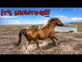 Lagu 7 STUDS GET TURNED OUT WITH THEIR MARES  | CZAR’S NEW X-RAYS!!!