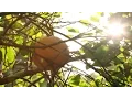 When Oranges are Green Short Documentary
