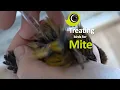Download Lagu Cara mengobati burung dari tungau - pencegahan dan pengobatan!