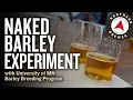 Naked Barley Brewing Experiment with Univ of MN Barley Breeding Program