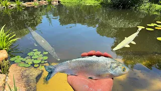 Feeding Monster Alligator Gar in my Backyard Pond!