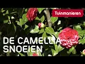 Download Lagu De Japanse roos of Camellia snoeien: hoe doe je dat? | Tuinmanieren