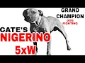 Pit Bull Grand Champion - Cate s NIGERINO 5xW POR
