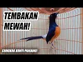 Download Lagu JOSS!! MURAI BATU NEMBAK ISIAN CUNGKOK KUNTILANAK FULL NGEROL PANJANG UNTUK MASTERAN \u0026 PANCINGAN