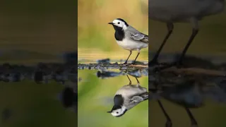 افضل صوت للصيد أم سكعكع الصوت كلمل في القناة 