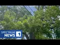 Austin Environmentalists Want More Trees Planted Around the City to Combat Excessive Heat
