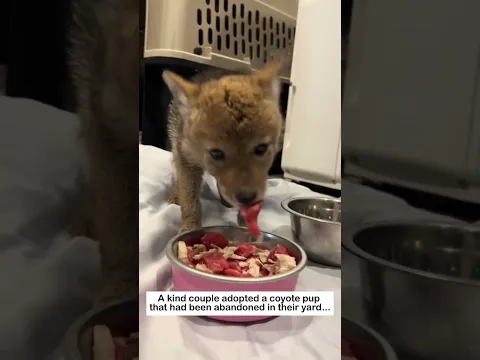 Coyote's Love #animals #wildliferescue #lovestory #cute #pets #rescue #wildlife #love #coyote