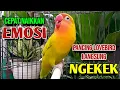Lagu SUARA BURUNG LOVEBIRD NGEKEK PANJANG, CEPAT NAIKKAN EMOSI Pancing Lovebird Langsung NGEKEK
