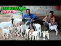 Download Lagu Mas Pur Ahli Breeding, Hasil Panen Cempenya Bikin Ngiri Peternak Lain