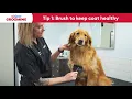 How to Treat Dry Skin in Dogs and Cats PetSmart Grooming Tips