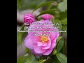 Download Lagu Lirik Lagu Ebiet G Ade Camelia 3