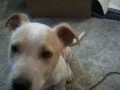 Dog Rescue Newcastle ODI