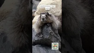 Summer roadtrip to Jasper and Banff