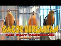 Download Lagu 3 ANIS MERAH GACOR, PANCINGAN ANIS MERAH
