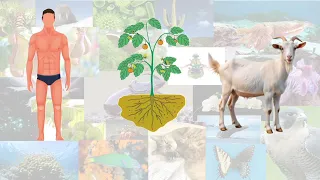 جيوگهرڙو   باب       سبق       درجو ڇھون   مضمون  سائنس   محمد صفوان مري دندنها