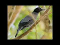 Download Lagu  Burung sariawan