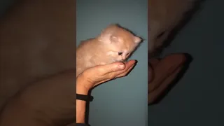                     دندنها
