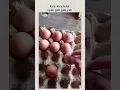 Download Lagu telur kutilan #shortvideo #lucu #memes