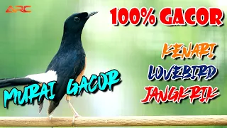 murai batu gacor mancing emosi isian kenari lovebird jangkrik full ngotot