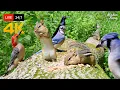 Download Lagu 🔴 24/7 LIVE: Cat TV for Cats to Watch 😺 Naughty Birds Chipmunks and Squirrels 4K 🐦 Cat Games HDR