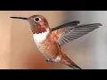 Download Lagu Video met vogelgeluiden van de roodborstige kolibrie: vogelzang in het westen van Noord-Amerika - natuurgeluiden van de kolibrie