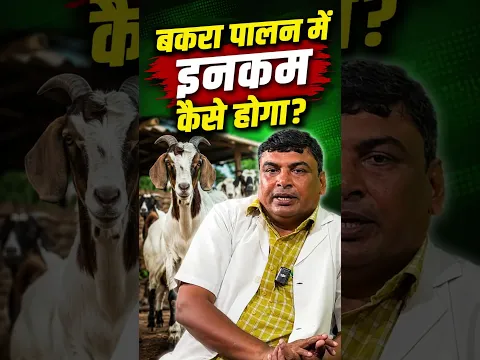 ब्रीडर से कैसे कमाई होता है? बकरा पालन में कमाई का कोई लिमिट नहीं है 🔥Breeder farm Business Idea