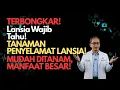 Lagu 10 Tanaman Herbal Ajaib yang WAJIB Dimiliki Lansia! Sehat Alami Tanpa Ribet!