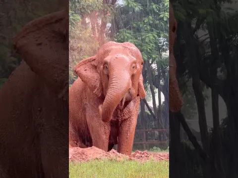 Elephant enjoy her live #elephant #maemon #muddy