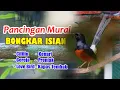Lagu PANCINGAN MURAI BATU BONGKAR ISIAN KASAR , CILILIN KENARI GACOR PANJANG MURAI BATU MALAS BUNYI