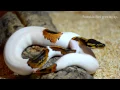 Pumpkin Pied Twin Ballpython
