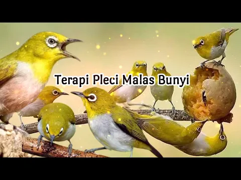 Download MP3 Terapi Pleci Bustomi Malas Bunyi Paling Dicari
