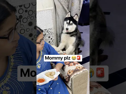 When Mommy ignores you🥹#shorts #dog #husky #pet