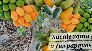 HAZ ESTO SI QUIERES PAPAYAS LLENAS DE FRUTO Y QUE ECHEN MUCHAS RAMAS POR TODOS LADOS