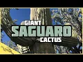 SAGUARO CACTUS A Close Look at the Biggest Cactus in Arizona