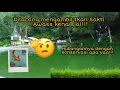 Download Lagu Kearifan Budaya Konservasi dalam Legenda Ikan Sakti Sungai Janiah