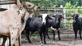 Rancho Rey Tecampa de Chicago