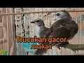 Lagu Suara anakan trucukan buat Pancingan burung trucukan jantan