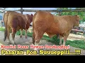 Download Lagu Pasaran Pon Suuueppiii ‼️Kondisi Pasar Hewan Gondanglegi Malang Jawa Timur #sapi #gondanglegi