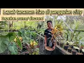 Download Lagu LAPAK TANAMAN HIAS DI PANGGULAN CITTY⁉️DAPATKAN PROMONYA SEKARANG