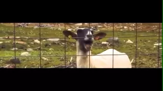 Taylor Swift Trouble Goat Remix 