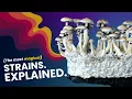Golden Teacher B Pen s Envy The Wild Science Behind Mushroom Strains