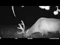 Eastern Oregon Game Cams 2021