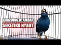 Download Lagu jalak  kebo gacor isian full seketika nyaut dan respon jalak yg dengar pancingan jalak kebo ini