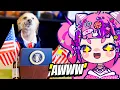 Download Lagu Ironmouse Reacts To The Best Pet Videos of the Decade..